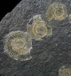 Dactylioceras Ammonite Cluster - Posidonia Shale #50874-2